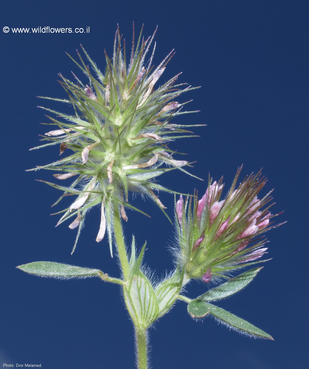 Trifolium dasyurum