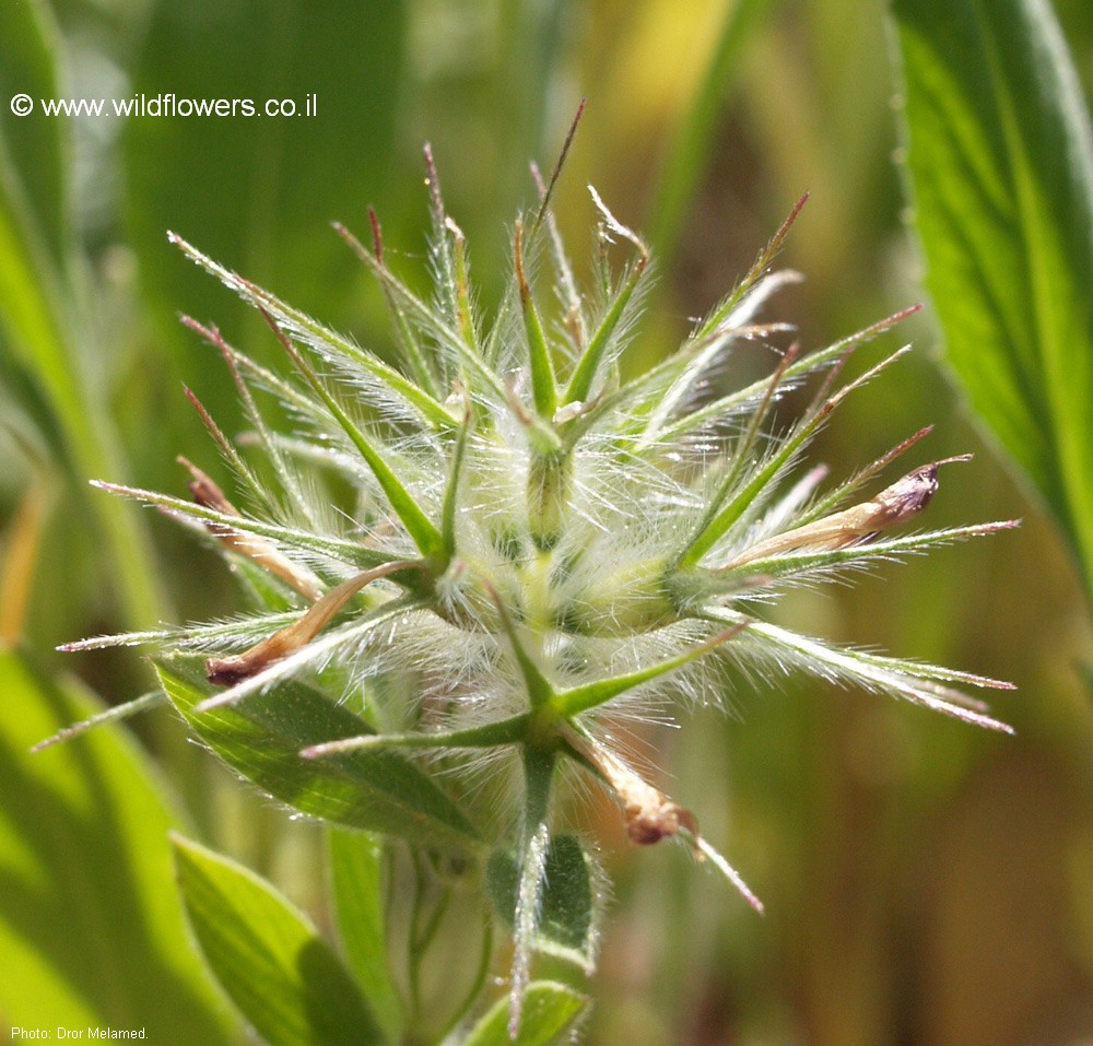 Trifolium dasyurum