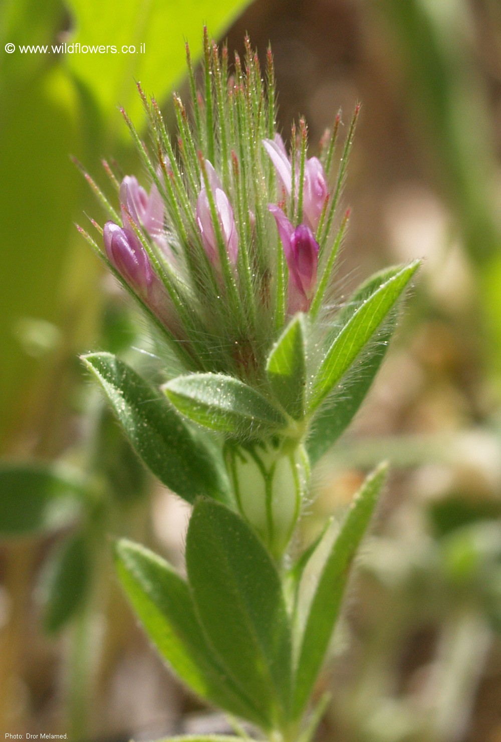 Trifolium dasyurum