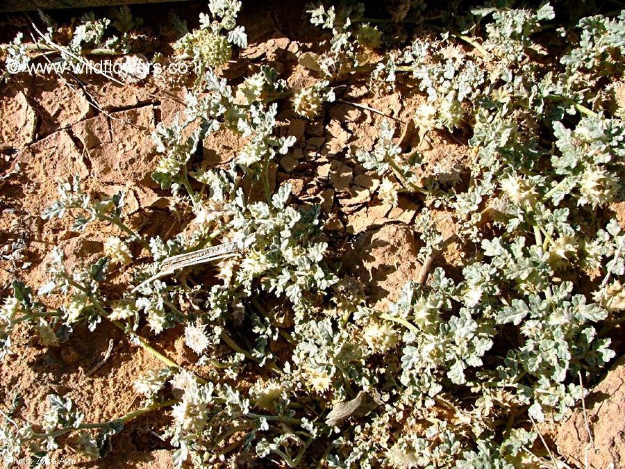 Neurada procumbens