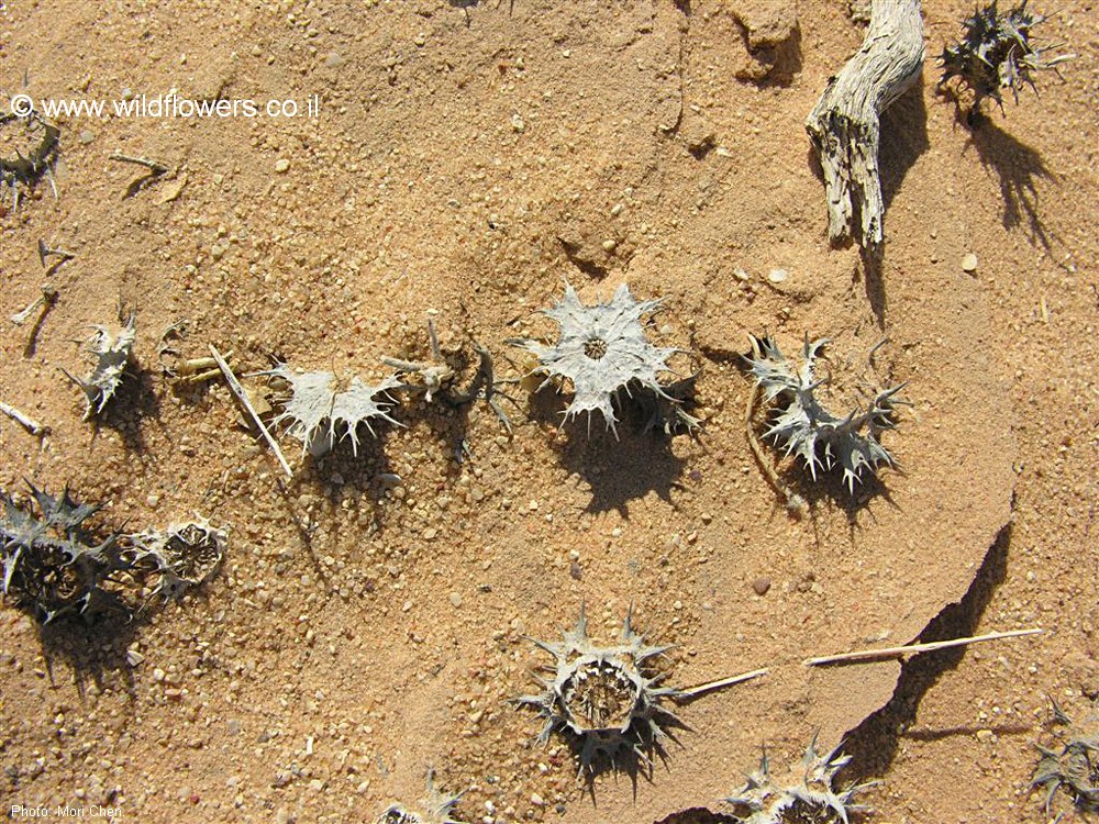 Neurada procumbens