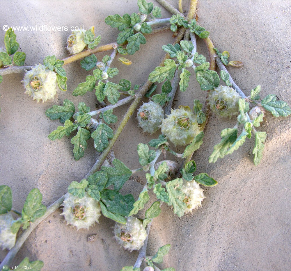 Neurada procumbens