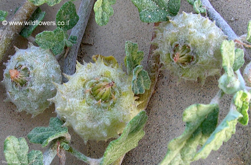 Neurada procumbens