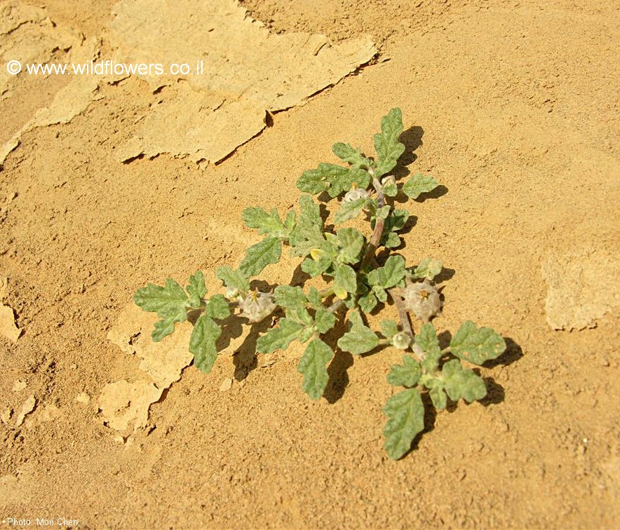 Neurada procumbens