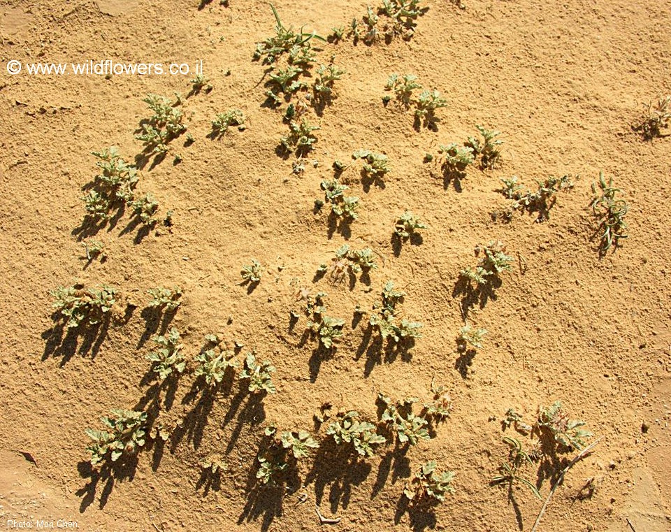 Neurada procumbens