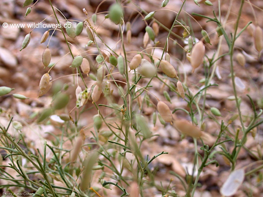 Savignya parviflora