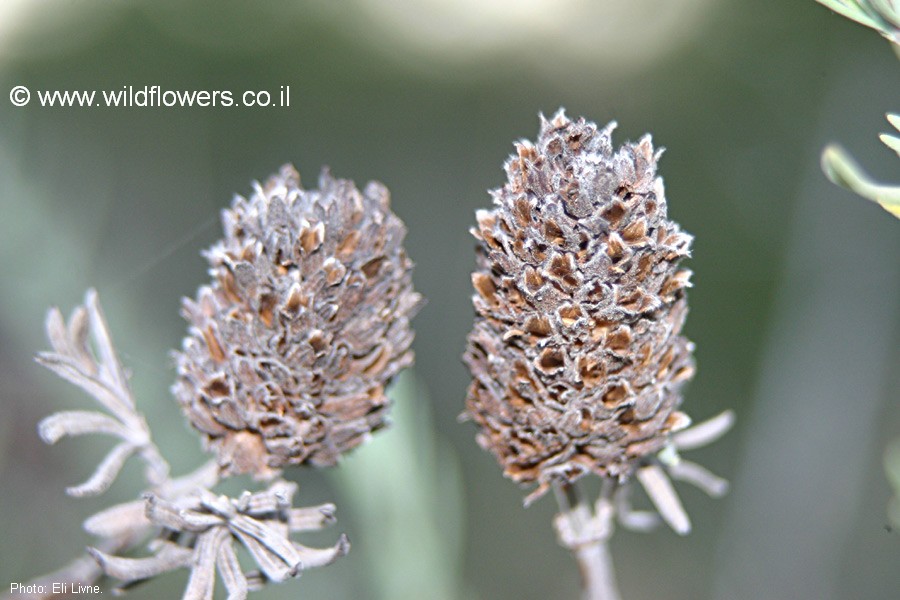 Lavandula stoechas