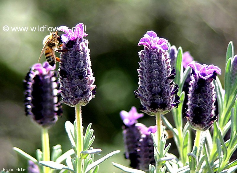 Lavandula stoechas