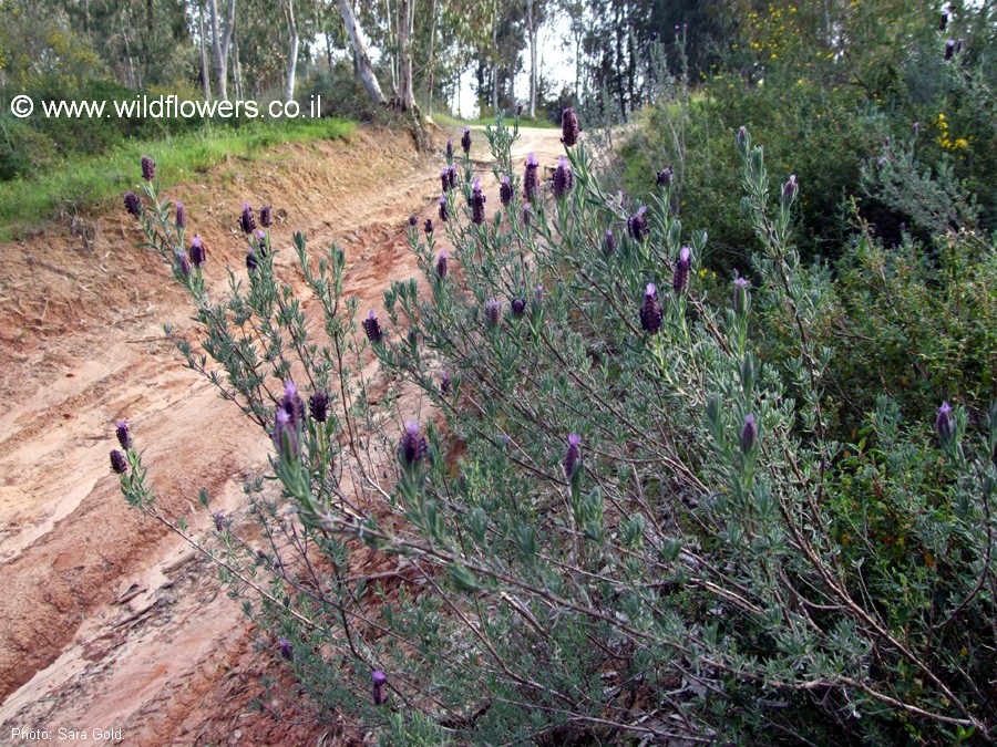 Lavandula stoechas