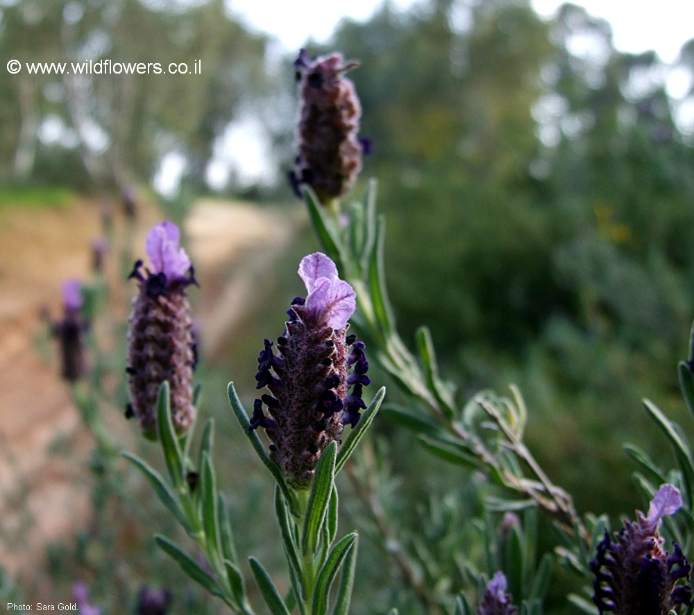 Lavandula stoechas