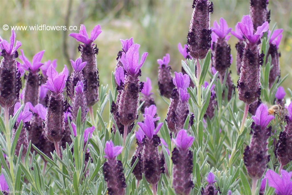 Lavandula stoechas