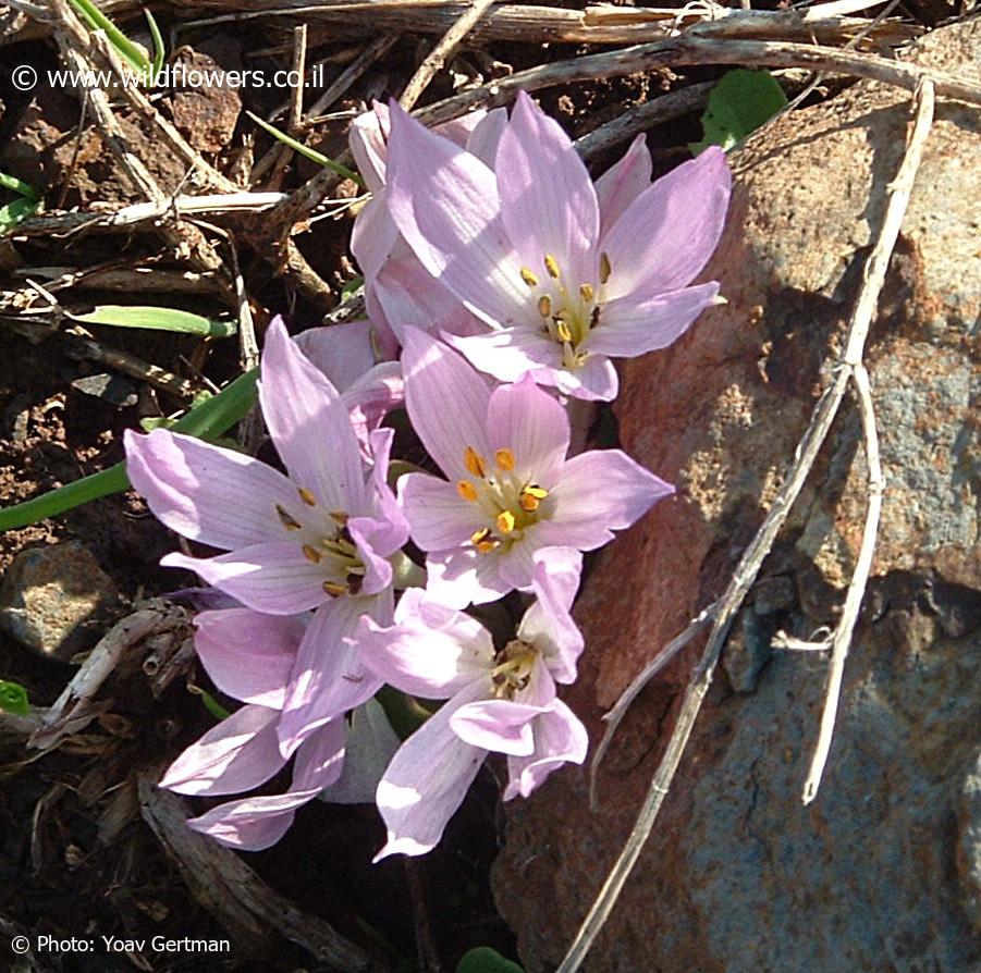 Colchicum szovitsii subsp. brachyphyllum