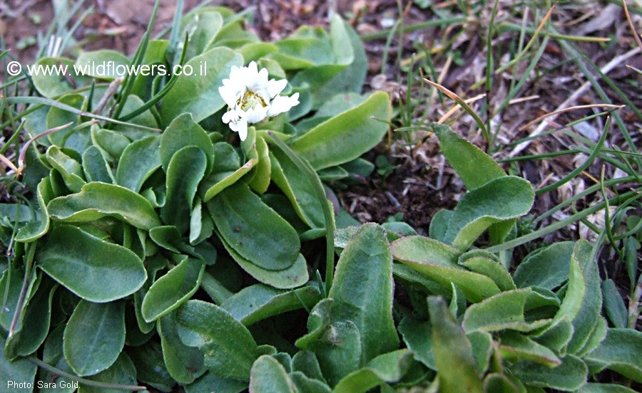 Bellis perennis