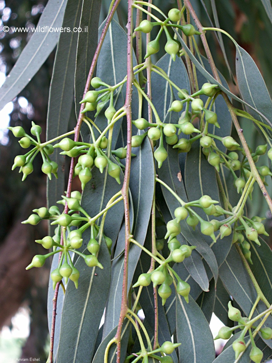 Eucalyptus camaldulensis