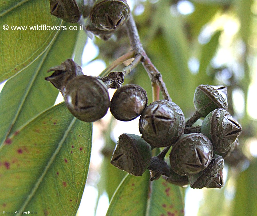 Eucalyptus camaldulensis