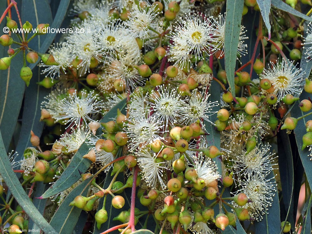 Eucalyptus camaldulensis