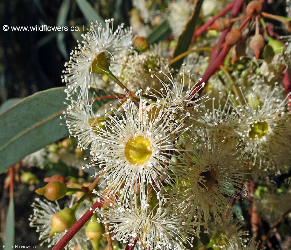 Eucalyptus camaldulensis