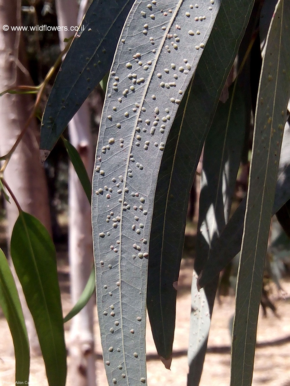 Eucalyptus camaldulensis