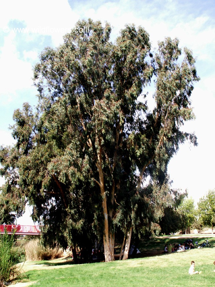 Eucalyptus camaldulensis