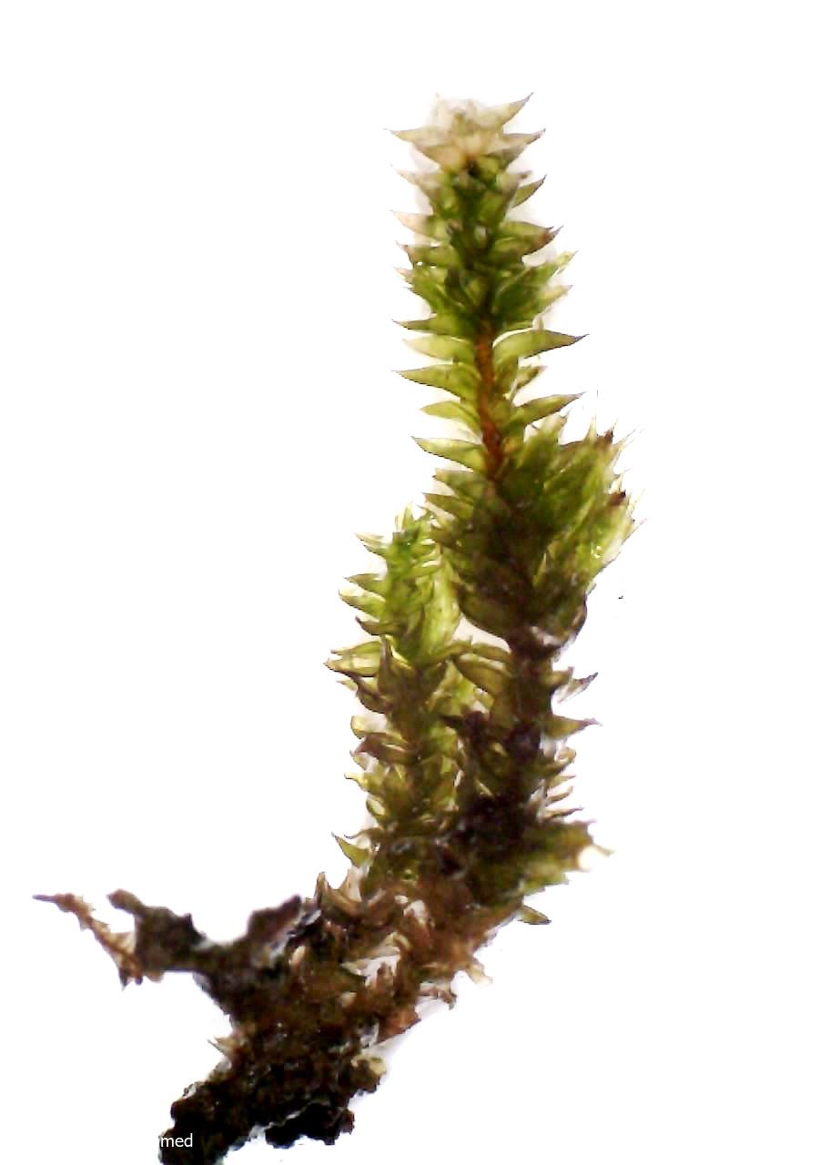 Cryphaea  heteromalla