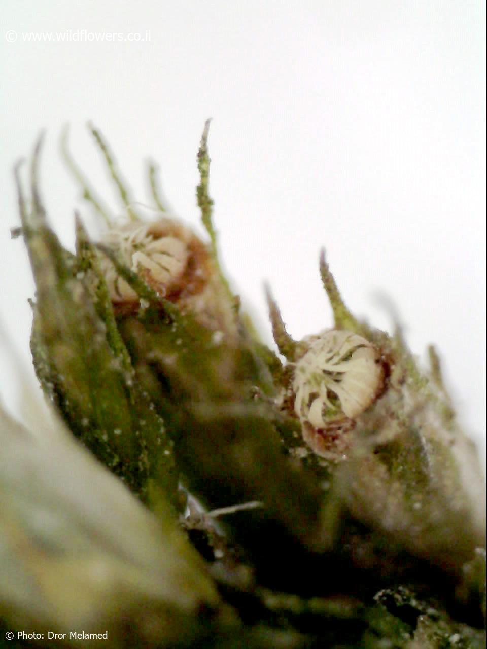 Cryphaea  heteromalla