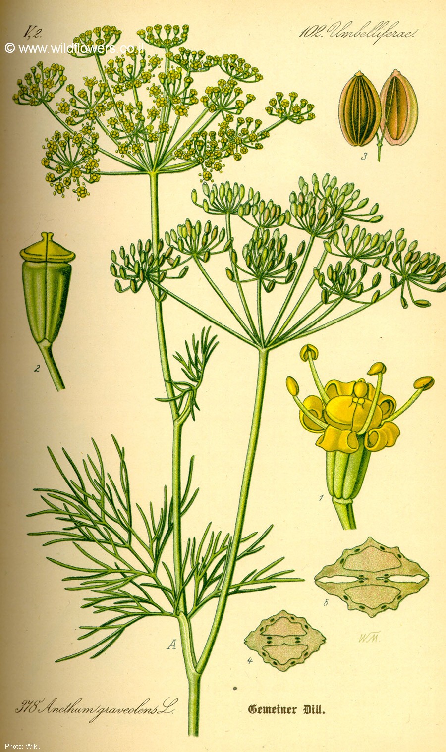 Anethum graveolens