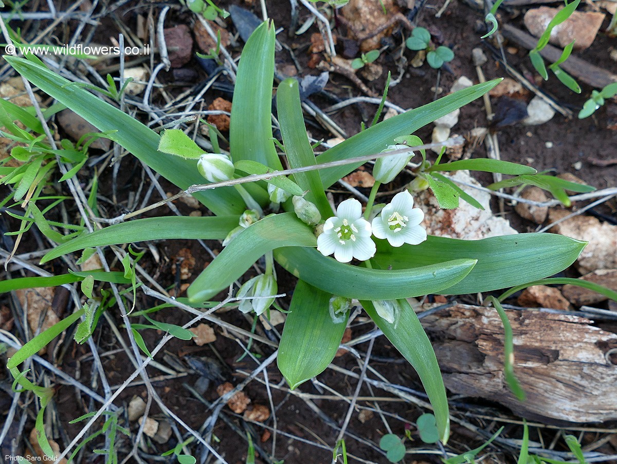 Ornithogalum lanceolatum