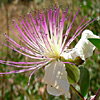 Common Caper 