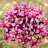 Allium aschersonianum