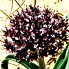 Allium rothii