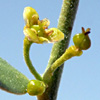 Cocculus pendulus