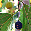 Celtis australis