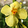 Verbascum orientale