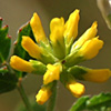 Trigonella cylindracea