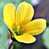 Oxalis corniculata