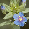 Anagallis foemina