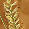 Pennisetum divisum