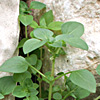 Theligonum cynocrambe