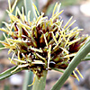 Cyperus conglomeratus