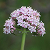 Valeriana dioscoridis