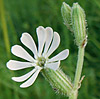 Silene dichotoma