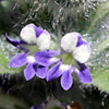 Ajuga orientalis