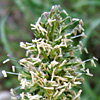 Dactylis glomerata