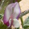 Astragalus tribuloides