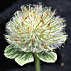 Trifolium cherleri