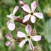 Silene gallica