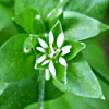 Stellaria media