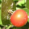 Ruscus aculeatus