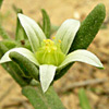 Aizoon hispanicum