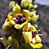 Verbascum caesareum